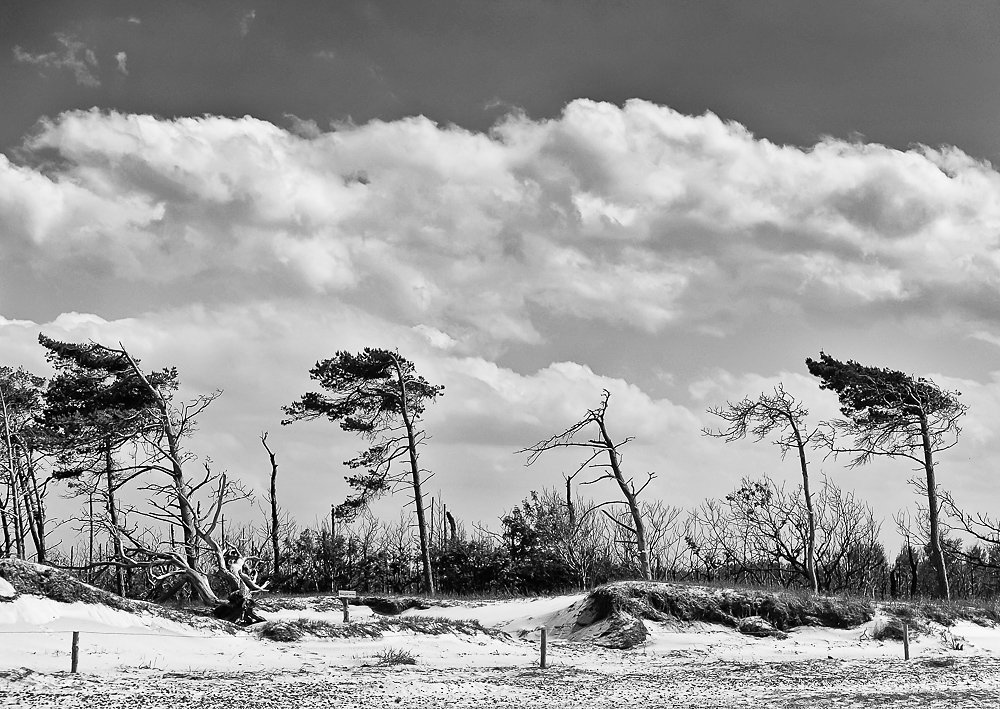 Weststrand Darß